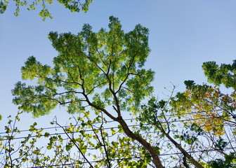 Trees and plants with sky background