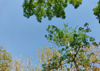 Trees and plants with sky background