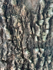 cracked bark