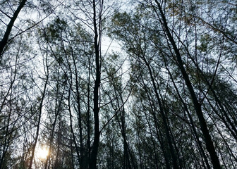 Trees and plants with sky background