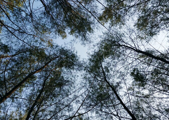 Fototapeta premium Trees and plants with sky background