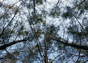 Fototapeta premium Trees and plants with sky background