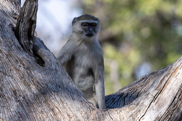 Eine Südliche Grünmeerkatze in einer Astgabel sitzend im Mudumu Nationalpark