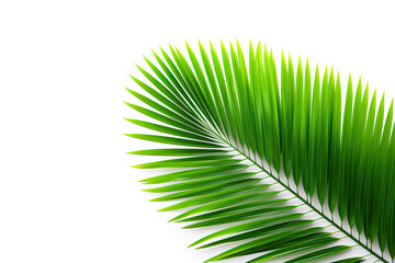 Obraz premium green palm leaf isolated on white background