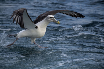 Albatross taking off