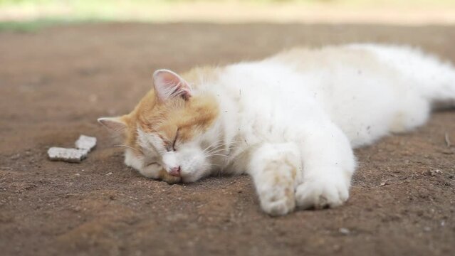 White brown Indonesian cat wake up after sleeping laying on ground home yard