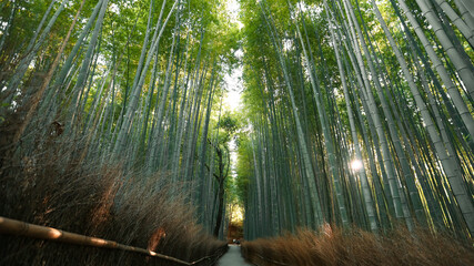 Famous Bamboo forest near Arashiyama, Kyoto city, Japan