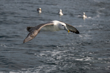 Fototapeta na wymiar Cruising Albatross