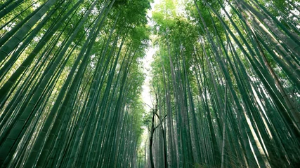  Famous Bamboo forest near Arashiyama, Kyoto city, Japan © SNEHIT PHOTO