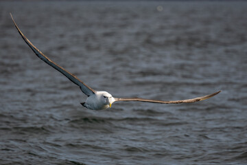 Graceful Albatross