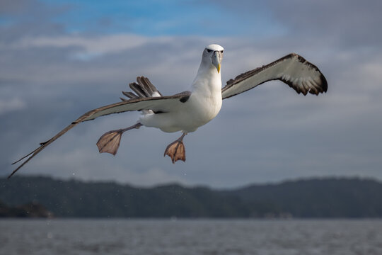 In-coming Albatross