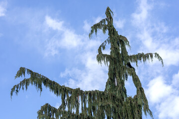 The top of a weeping thuja on a blue sky background