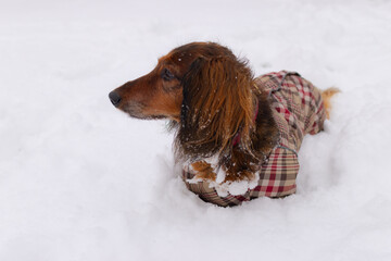 Portrait of Red longhaired dachshund sitting on snow in winter park, little fluffy doggy wearing winter clothing, dressed in jumpsuit for cold weather, wiener dog under the falling snow