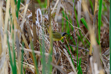 Common Yellowthroat at Maumee Bay State Park Nature Center Marsh, near Oregon, Ohio.