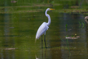 A Great Egret wades in a pond in search for food at Bay City State Park, in Bay City, Michigan.