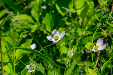 Meadow Anemone blooms by the lagoon at Bay City State Park, in Bay City, Michigan.