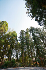迫力がある神社の木