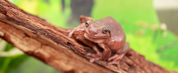 An Australian tree frog sits on the bark of a tree. The frog turns around and looks at the camera.