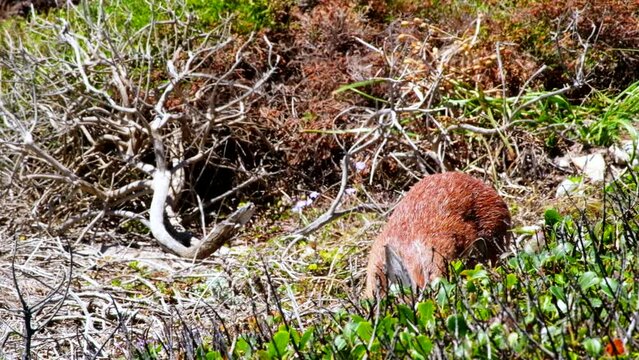 Cape Grysbok Raphicerus melanotis chewing as it grazes in coastal shrubland