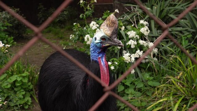 Southern Cassowary In Enclosure Casuarius casuarius also Double-wattled or Australian or Two-wattled cassowary, large flightless black bird,