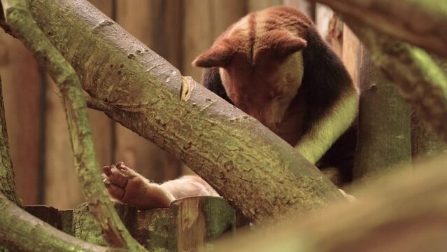 Endangered Goodfellow's Tree-kangaroo - Zoom Out