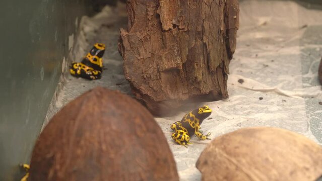 Yellow-banded poison dart frog in Terrarium, New Exotic Pets - Close Up
