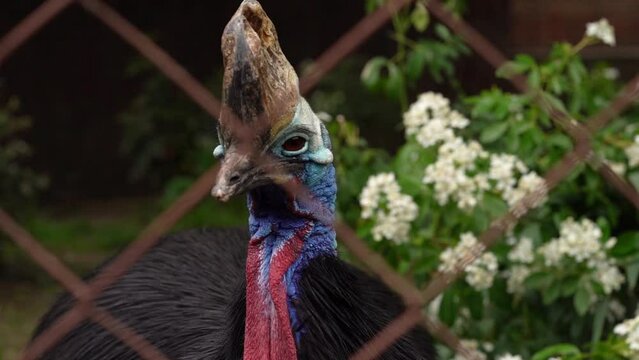 Southern Cassowary, an Enormous, Colorful Flightless Bird Behind Zoo Fence - Close Up