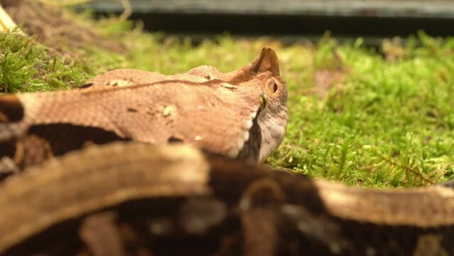 Gaboon viper, Bitis gabonica rhinoceros, snake with the longest venomous teeth.