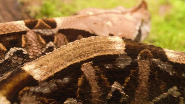 Venomous Gaboon Viper (Bitis gabonica), the Largest Viper in the World - Macro Shot