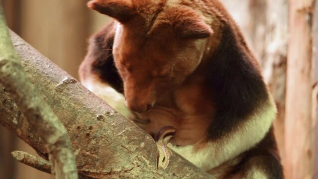 Goodfellow's tree-kangaroo (Dendrolagus goodfellowi) Scratching Contentedly on Tree Branch