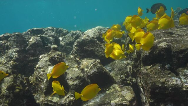 Hawaii underwater, Reef Snorkel
