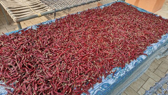 Dry red chillis placed in a bed under to be dried in open air. Indian spice placed in the wooden khatiya. 