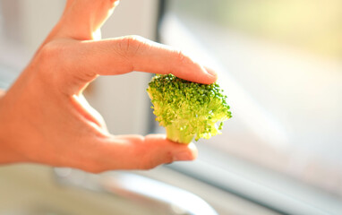 Front Close up view of isolated broccoli held by white hand in the kitchen sun ray into the window