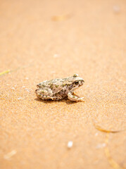 The frog sits on the sand on the shore of the lake. Beautiful wildlife landscape with place for text. The concept of protecting wildlife and ecology.