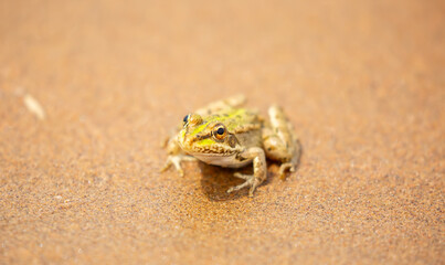 The frog sits on the sand on the shore of the lake. Beautiful wildlife landscape with place for text. The concept of protecting wildlife and ecology.