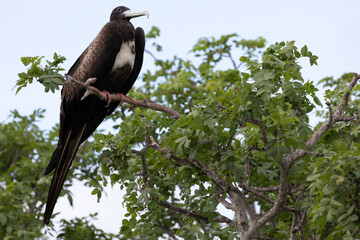 An Immature Magnificent Frigatebird (Fregata Magnificens). Galápagos Islands.	