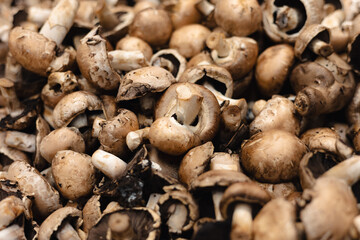 mushrooms on the market, vegetable display