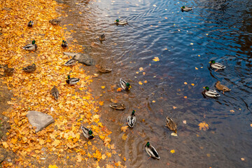  mallard ducks on a water in dark pond with floating autumn or fall leaves, top view. Beautiful fall nature . Autumn october season animal, landscape background. Vibrant red orange nature colors. 