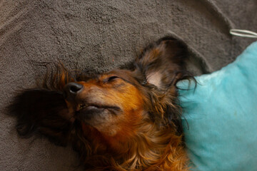 Portrait of sleeping red dachshund close up, adorable long haired wiener dog lying with closed eyes...