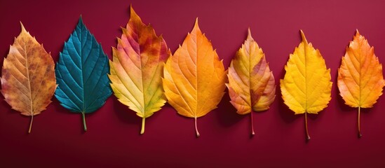Obraz premium Seven autumn leaves with vibrant colors.