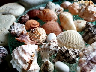 Sea shells and pebbles on a glass plate. Selective focus.