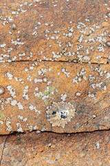 abstract, texture, rocks, plants, stone, rock, nature details for a background
