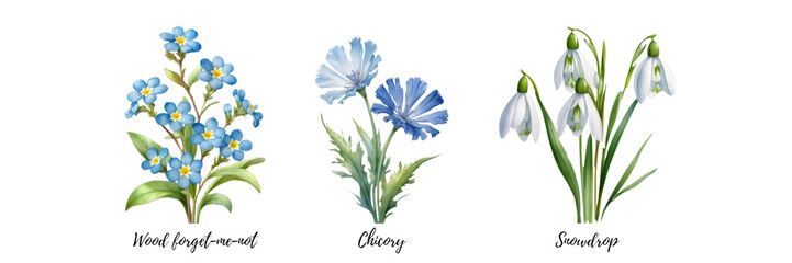 Watercolor paintings of various species of wildflowers. 