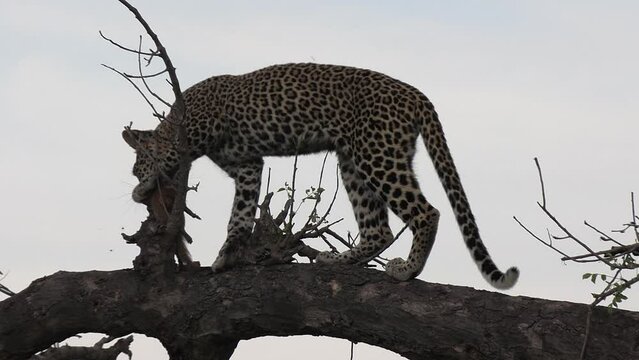 A young female leopard with a small slender mongoose kill up in a tree.