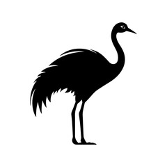 ostrich silhouette isolated on white