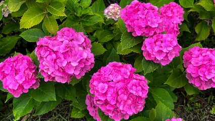 ピンクのアジサイの花