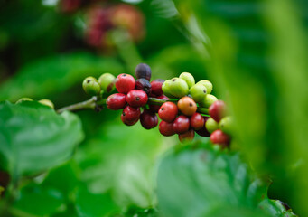 Coffee beans grow on tree