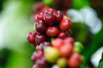 Coffee beans grow on tree