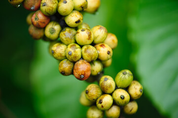 Coffee beans grow on tree