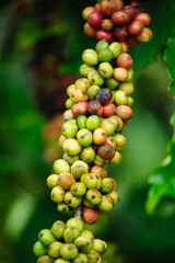 Coffee beans grow on tree